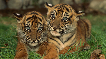 two cute cubs, baby, two, cute, cubs HD wallpaper