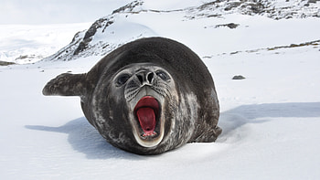 Weddell seal, Sea Animals HD wallpaper