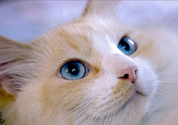Blue eyes, cats, kitties HD wallpaper