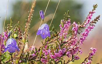 Heather and Bellflowers, bellflowers, nature, flowers, heather HD wallpaper
