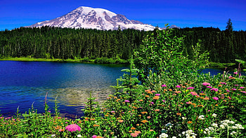 Mount Rainier National Park, Washington, lake, wildflowers, landscape, trees, forest, usa HD wallpaper