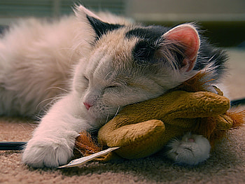 Animals, Cats HD wallpaper