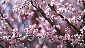 Time of Spring, primavara, magic, inunat, frumos HD wallpaper