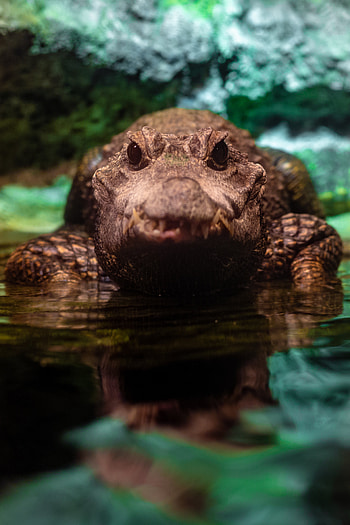 Animals, Predator, Wildlife, Reptile, Crocodile, Alligator HD phone wallpaper