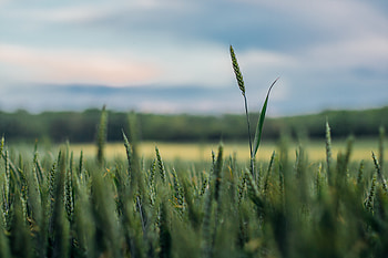 Grass, Macro, Blur, Smooth, Ears, Spikes HD wallpaper