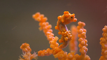 Pygmy, Seahorses HD wallpaper
