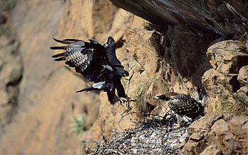 Animals, Birds, Stones, Eagles, Wave, Sweep, Shelter HD wallpaper