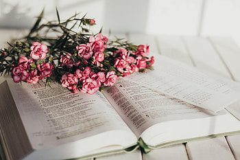 Flowers, Pink, Bouquet, Book HD wallpaper