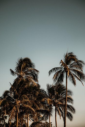 Nature, Trees, Leaves, Palms, Branches, Branch HD phone wallpaper