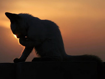 Silhouette Of A Cat, animal, cat, sky, sunset HD wallpaper