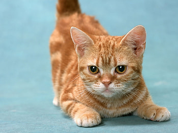 Animals, Cats HD wallpaper