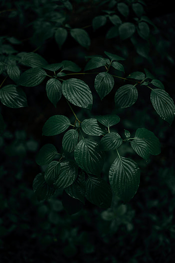 Leaves, Plant, Macro, Dark HD phone wallpaper