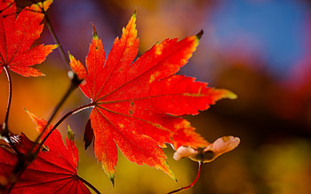Sunlit red leaf, Autumnal beauty, Natural wonder, Macro graphy HD wallpaper