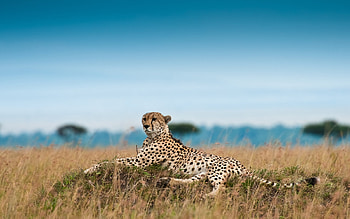 Lying cheetah, Meadow setting, Serene atmosphere, Relaxing HD wallpaper