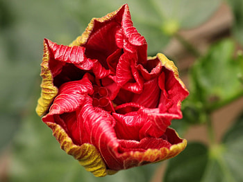 Flower, Macro, Bud, Stem, Stalk, Dissolve, To Dissolve HD wallpaper