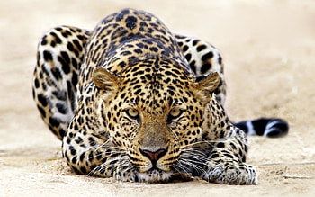 Animals, Leopards HD wallpaper