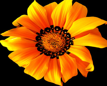 Flowers, Flower, Light, Petals, Light Coloured HD wallpaper