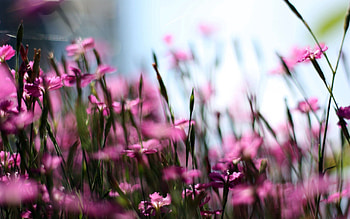 Macro, Blur, Smooth, Field, Wildflowers HD wallpaper