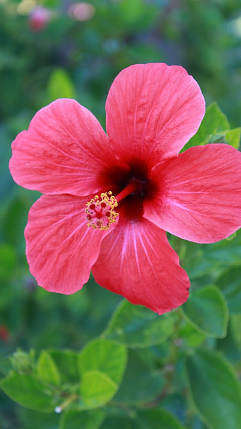 Hibiscus, Hibiscus Red HD phone wallpaper