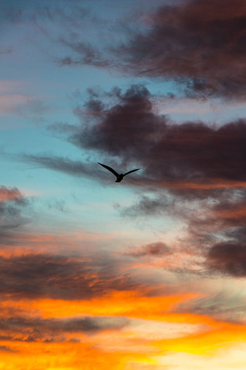 Nature, Sky, Clouds, Bird, Flight, Evening HD phone wallpaper
