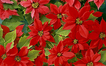 Plants, Flowers, Background HD wallpaper