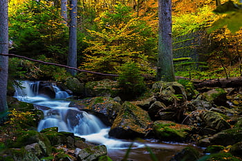 Serene stream flowing through a moss-covered forest, captured in vibrant autumn colors. HD wallpaper
