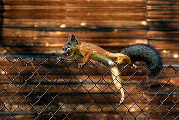 I Just Gotta Get Over This Fence, metal, squirrel, nut, fence HD wallpaper