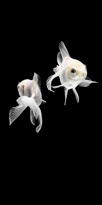 Gold Fish, Pin on aqualove, Serene underwater scenes, Tranquil ambiance HD phone wallpaper
