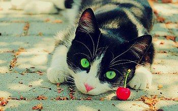 Animals, Cherry, Cat, Eyes, Spotted, Spotty, Beautiful HD wallpaper