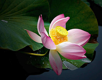 The Divine Lotus Flower, pink, delicate, divine, flower, green, lotus HD wallpaper
