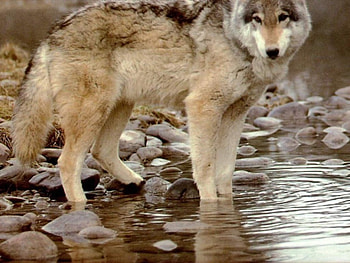 Wolf, wolves, animals HD wallpaper