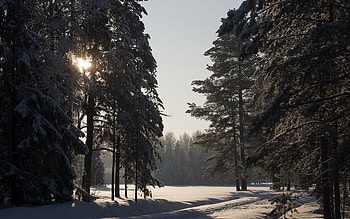Snowy spruce forest, Winter's charm, Breathtaking scenery, Natural beauty HD wallpaper