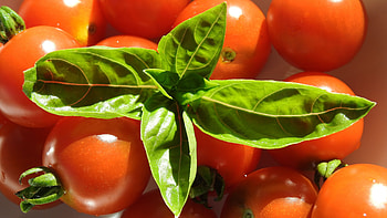 Cherry tomatoes, Basil accompaniment, Flavorful combination, Fresh produce HD wallpaper