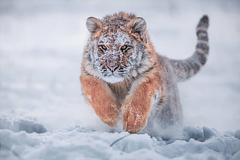 Siberian, Tigers HD wallpaper