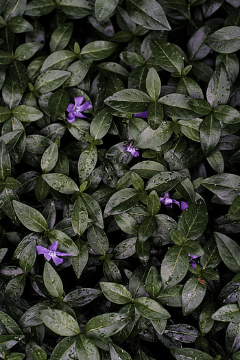Flowers, Leaves, Drops, Plant HD phone wallpaper