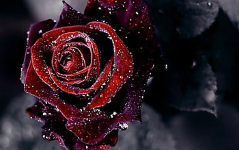 Red Rose, rose, nature, red, flower HD wallpaper