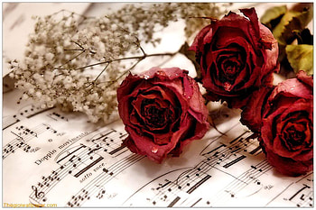 love 1 . jpg, roses, babybreath, love, musicpaper HD wallpaper