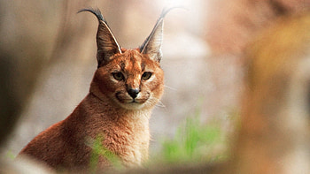 Animals, Glare, Predator, Sight, Opinion, Wild Cat, Wildcat, Caracal HD wallpaper