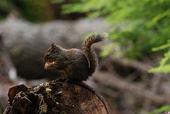Animals, Squirrel, Food, Fluffy, Tail HD wallpaper