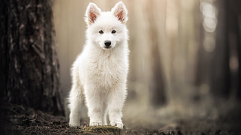 White Samoyed Dog Is Standing In Blur Forest Background Dog HD wallpaper