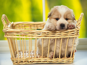 Animals, Dogs HD wallpaper