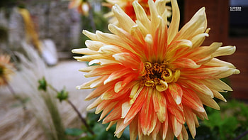 Orange chrysanthemum, chrysanthemum, nature, flowers, orange HD wallpaper