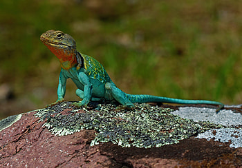 Animals, Lizard, Reptile, Scale, Scales, Amphibian HD wallpaper