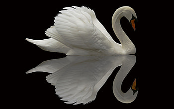 Animals, Bird, Beautiful, Swan, Grace, Plumage HD wallpaper