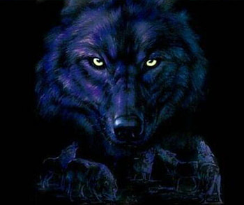 purple wolves stare howl . jpg, staredown, wild, wolve HD wallpaper