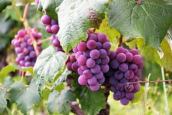 Lush clusters of violet grapes ripening in a Brazilian vineyard, surrounded by vibrant green leaves. HD wallpaper