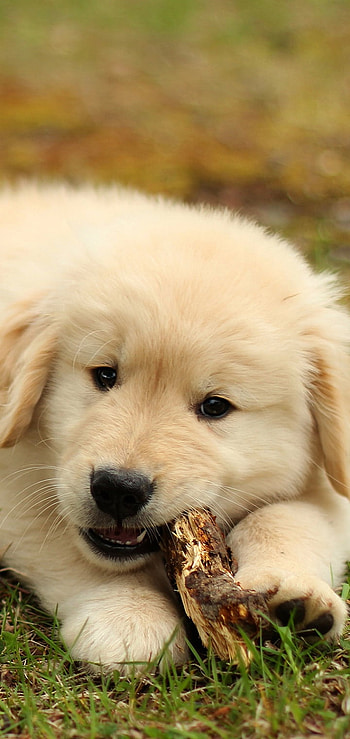 puppy, baby animal, dog, Animal, golden retriever HD phone wallpaper