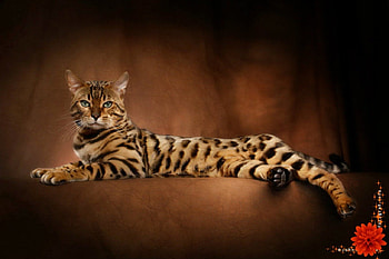Bengal Cat, pisica, tigru, leopard, ras HD wallpaper