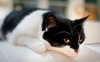 Animals, Cat, To Lie Down, Lie, Spotted, Spotty, Waiting, Expectation HD wallpaper