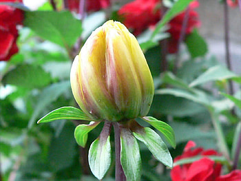 dahlia HD wallpaper